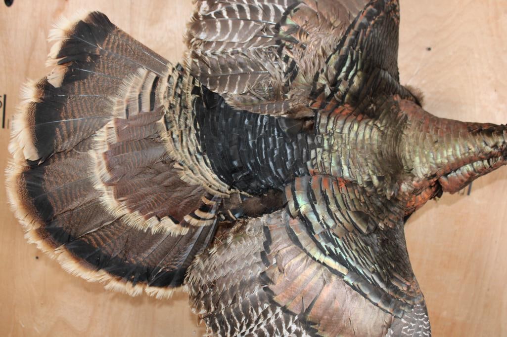 Life-sized Flying TURKEY on a Driftwood Wall Hanger - 6