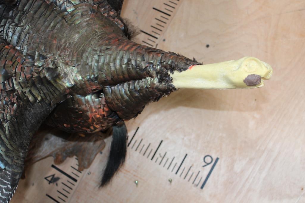 Life-sized Flying TURKEY on a Driftwood Wall Hanger - 8