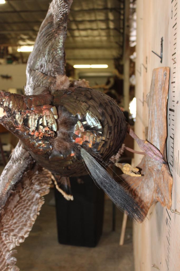 Life-sized Flying TURKEY on a Driftwood Wall Hanger - 9