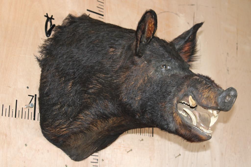 WILD BOAR or HOG Shoulder Mount - 2