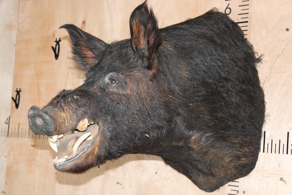 WILD BOAR or HOG Shoulder Mount - 3