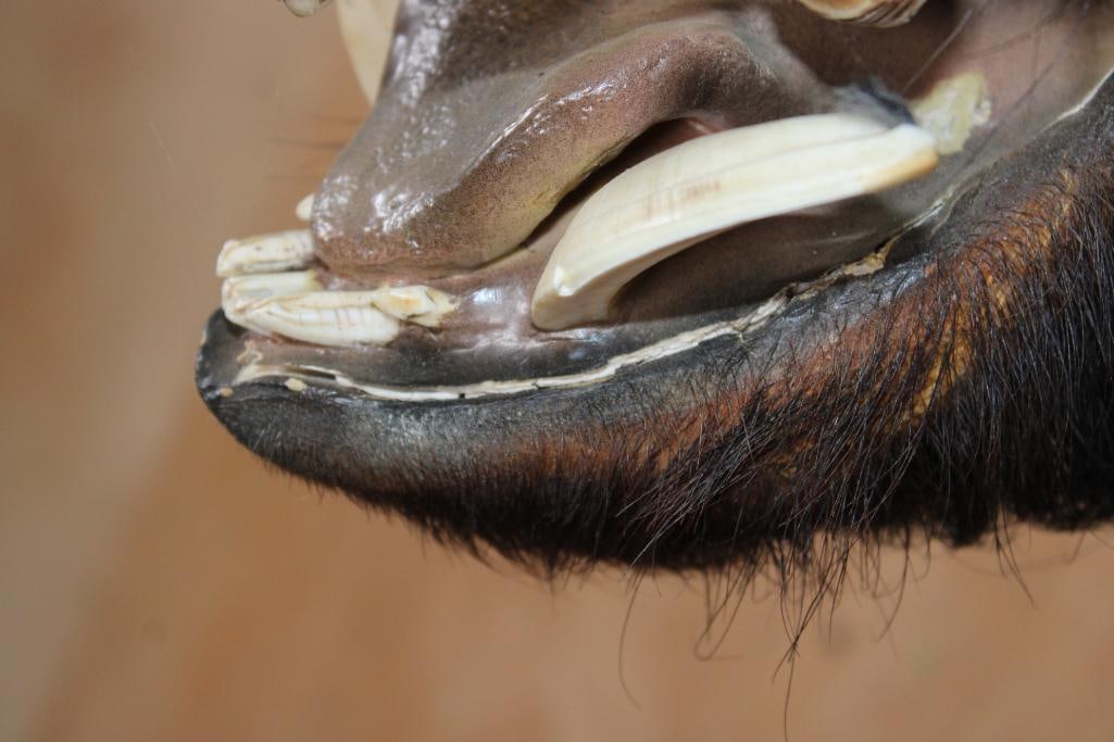 WILD BOAR or HOG Shoulder Mount - 4