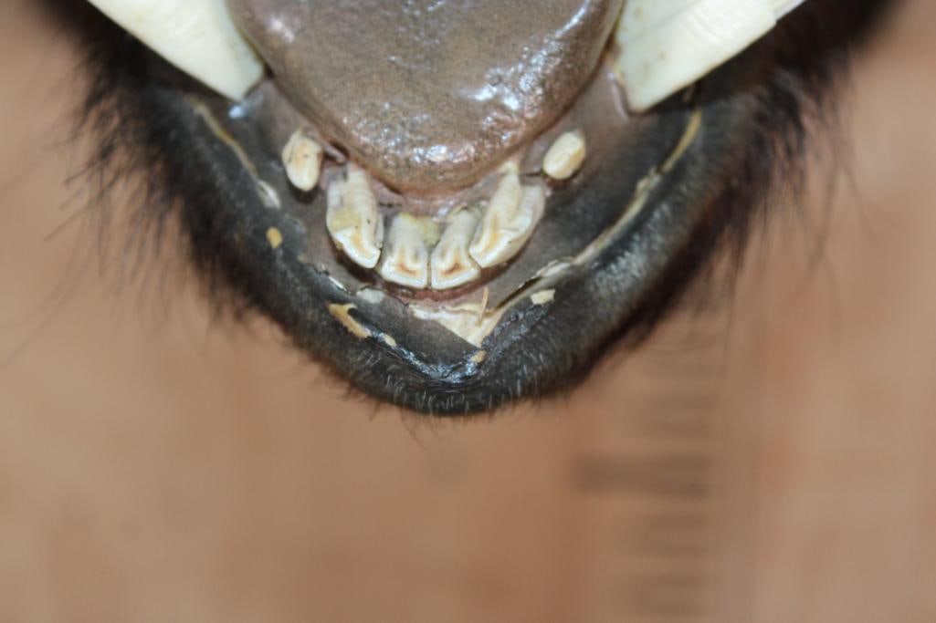 WILD BOAR or HOG Shoulder Mount - 5