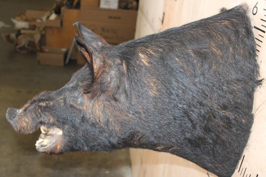 WILD BOAR or HOG Shoulder Mount - 6