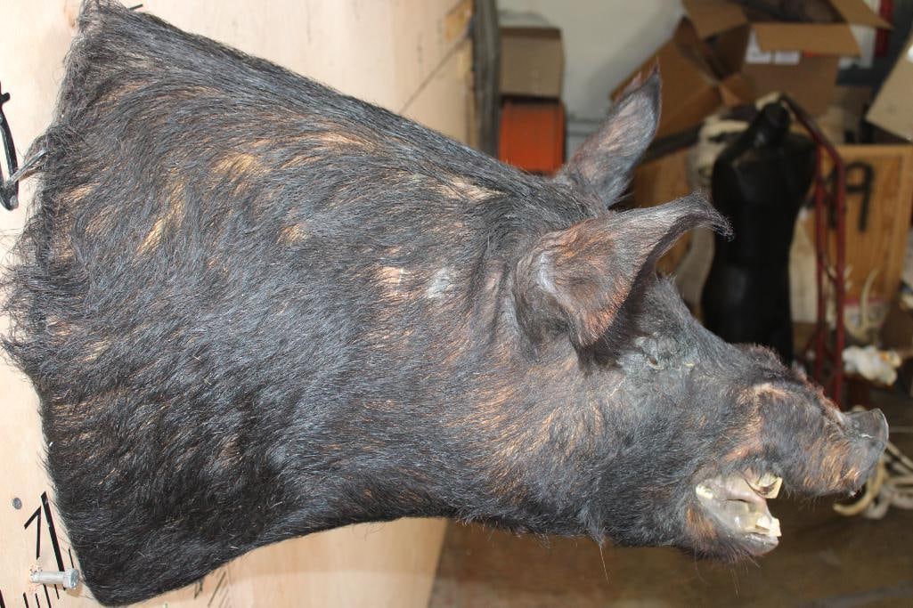 WILD BOAR or HOG Shoulder Mount - 7