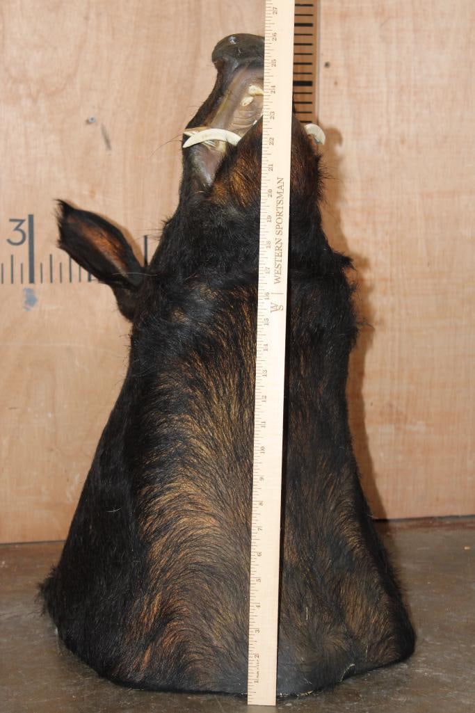 WILD BOAR or HOG Shoulder Mount - 8