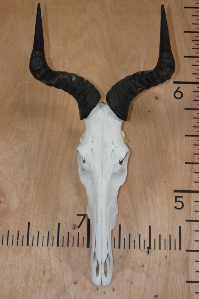 COKE'S HARTEBEEST Skull: COKE'S HARTEBEEST Skull. The Right Horn measures 14 1/8" Long and the Left Horn measures 14.25" Long. It has a Wire Hanger and is missing 3 teeth. TAXIDERMY SKULLS 
