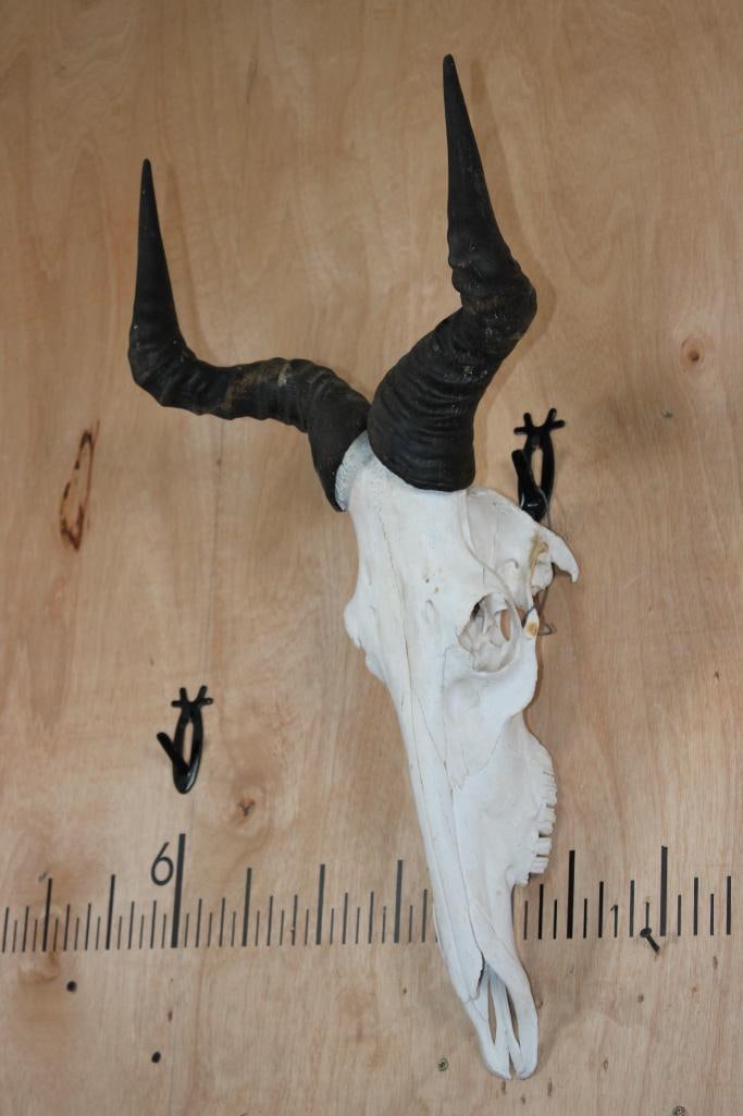 COKE'S HARTEBEEST Skull - 2