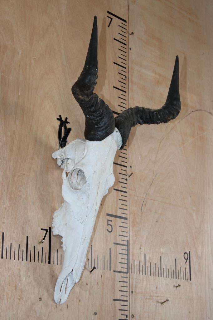 COKE'S HARTEBEEST Skull - 3