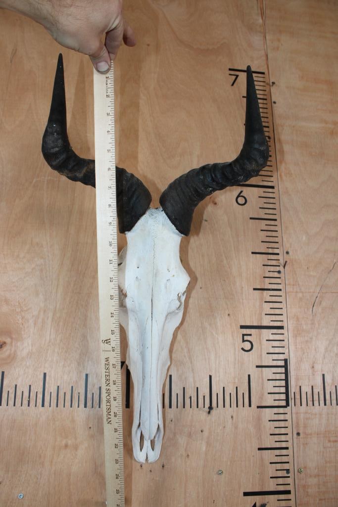 COKE'S HARTEBEEST Skull - 7