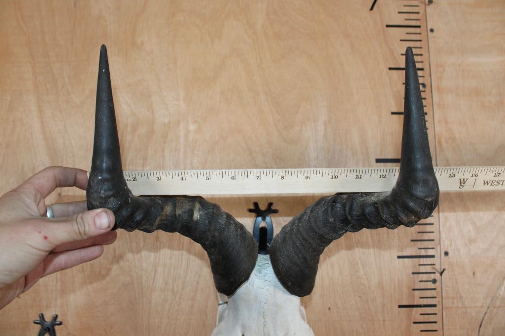 COKE'S HARTEBEEST Skull - 8