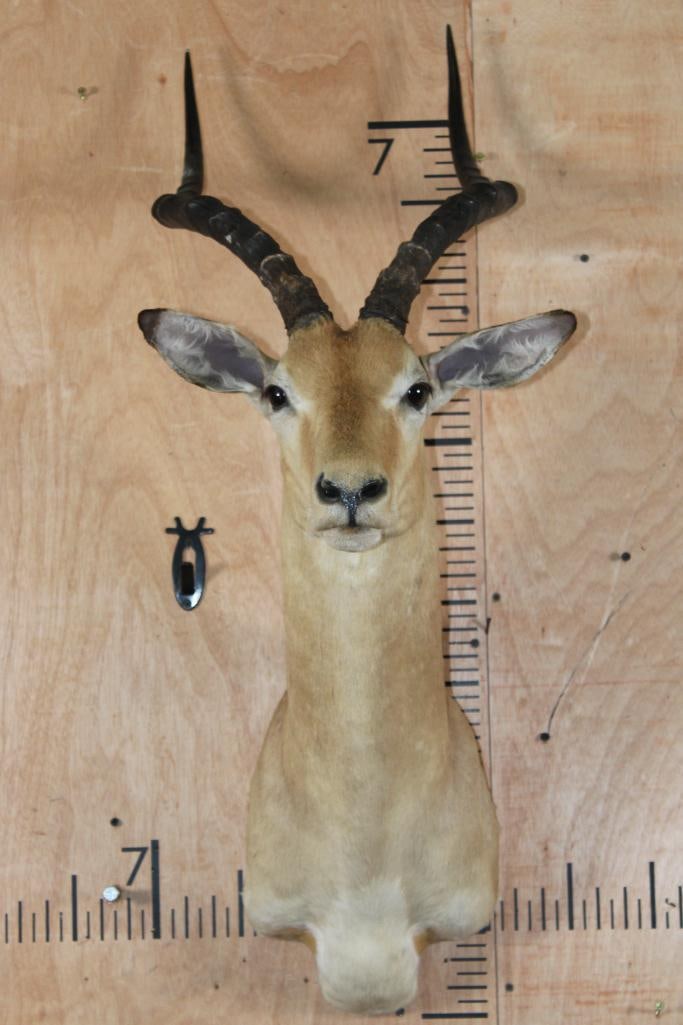 IMPALA Shoulder Mount: IMPALA Shoulder Mount. It has a right ear repair, otherwise it is in Good Condition. TAXIDERMY 