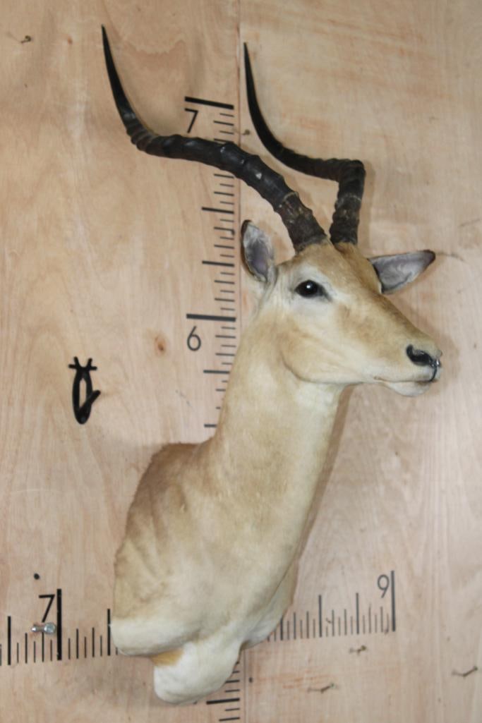 IMPALA Shoulder Mount - 2