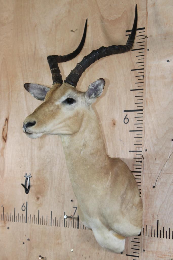 IMPALA Shoulder Mount - 3