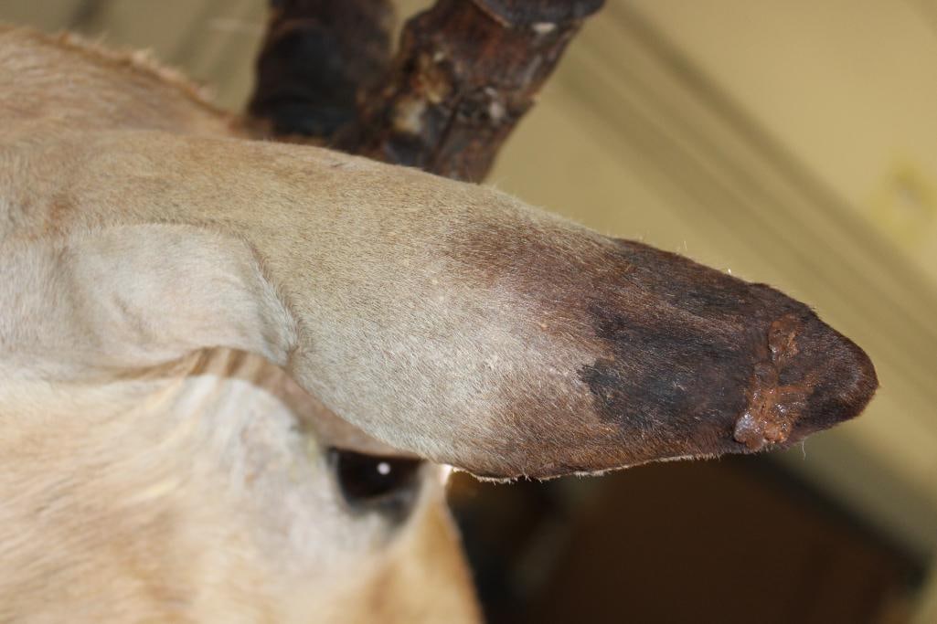 IMPALA Shoulder Mount - 6