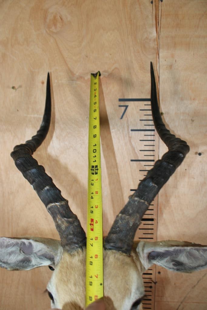 IMPALA Shoulder Mount - 7