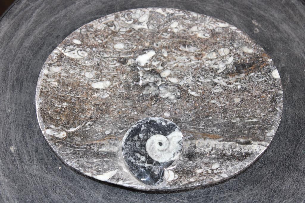 Polished AMMONITE and ORTHOCERAS Fossil Matrix Bowl or Dish: Decorative Polished AMMONITE and ORTHOCERAS Fossil Matrix Bowl or Dish. It features a large spiraled ammonite fossil as a main decorative element and measures 7.75" Long x 6.5" Wide x 3/4" Tall