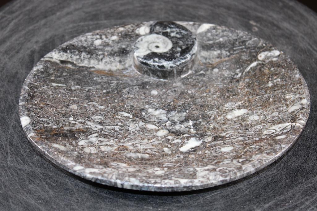 Polished AMMONITE and ORTHOCERAS Fossil Matrix Bowl or Dish - 2