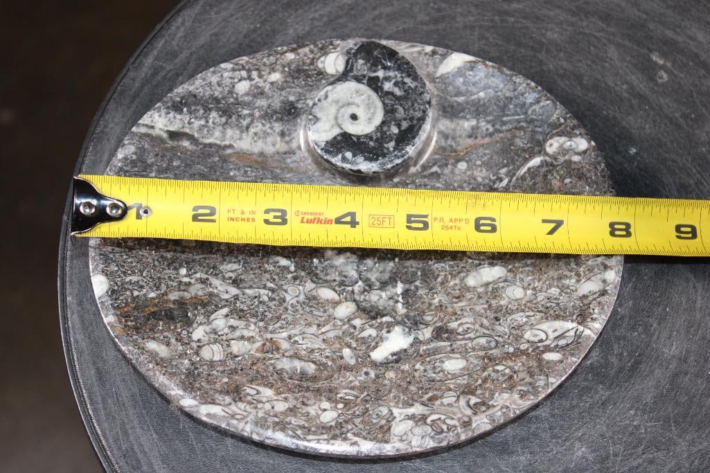 Polished AMMONITE and ORTHOCERAS Fossil Matrix Bowl or Dish - 3