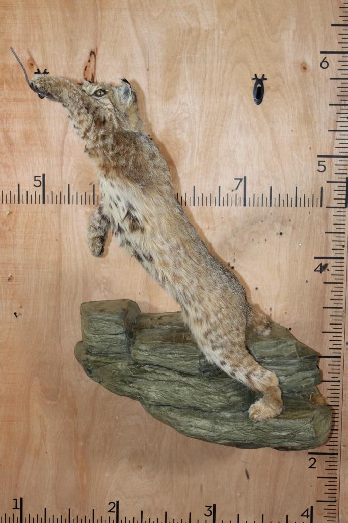 Life-sized Leaping BOBCAT on a Simulated Rock Wall Hanger - 2