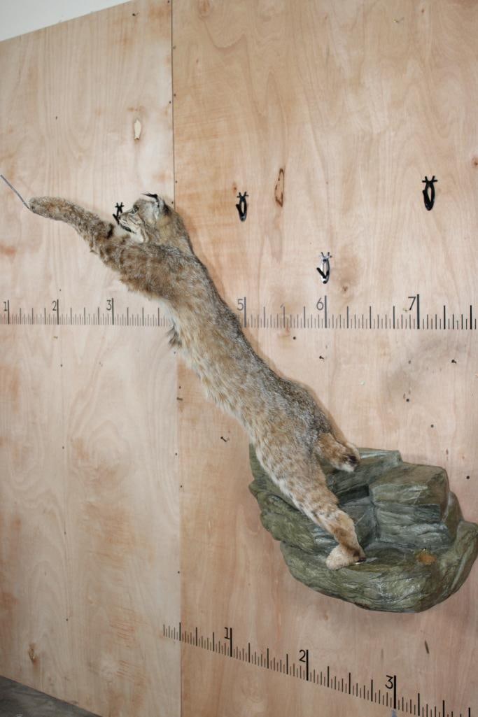 Life-sized Leaping BOBCAT on a Simulated Rock Wall Hanger - 3