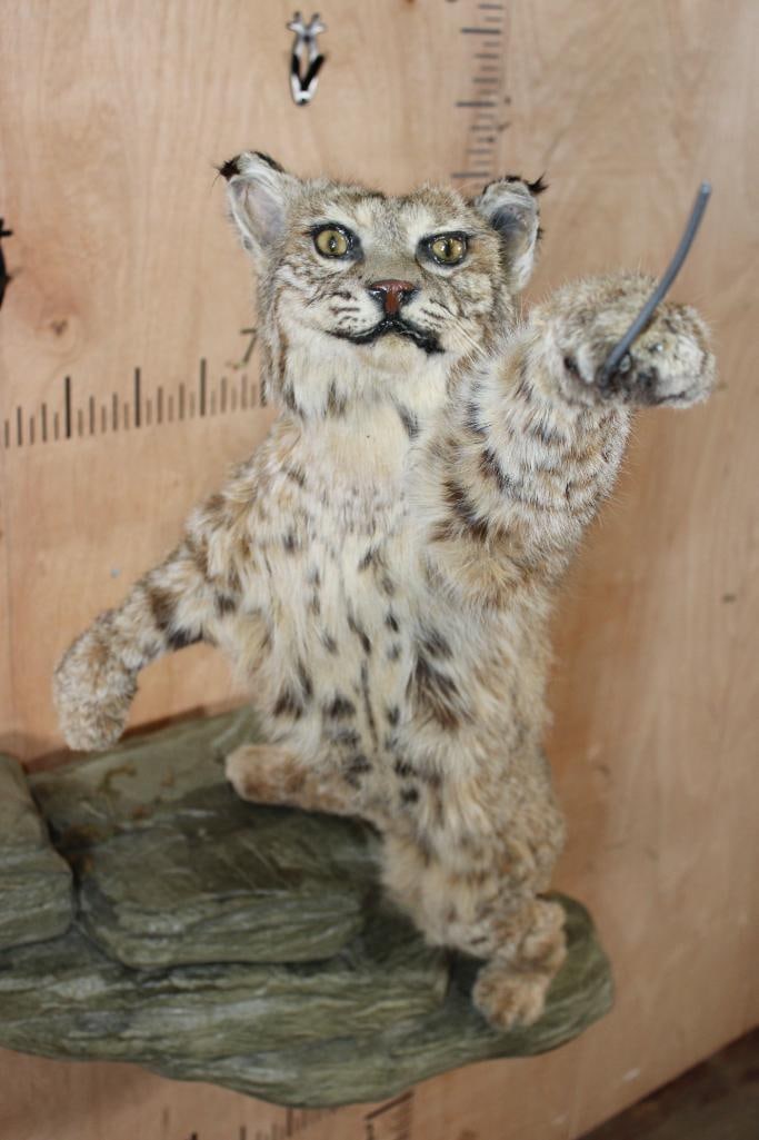 Life-sized Leaping BOBCAT on a Simulated Rock Wall Hanger - 4