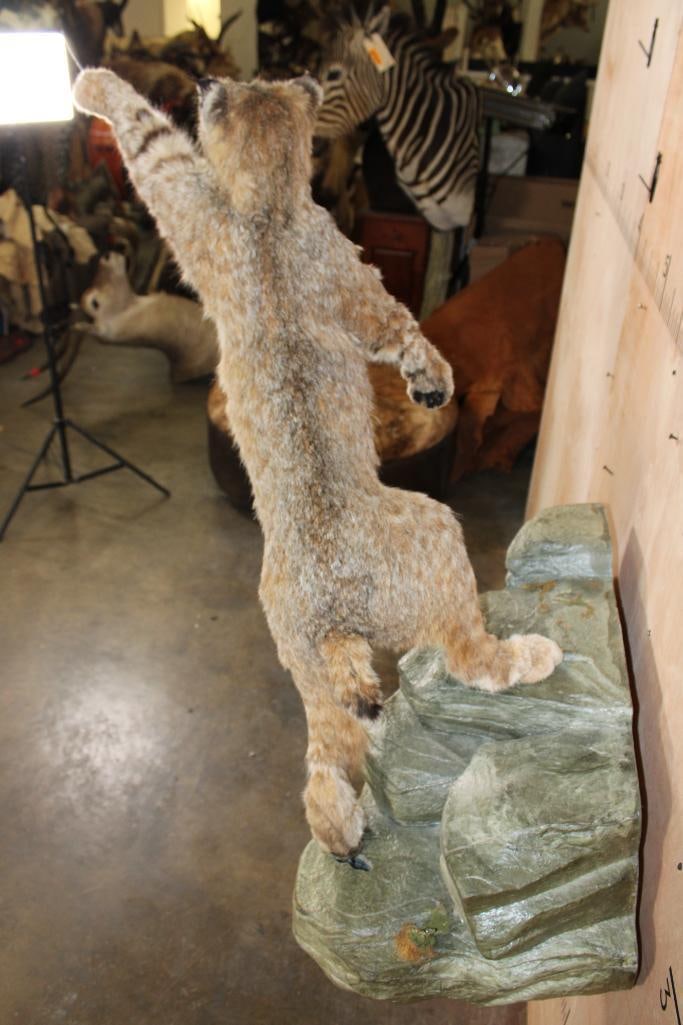 Life-sized Leaping BOBCAT on a Simulated Rock Wall Hanger - 6