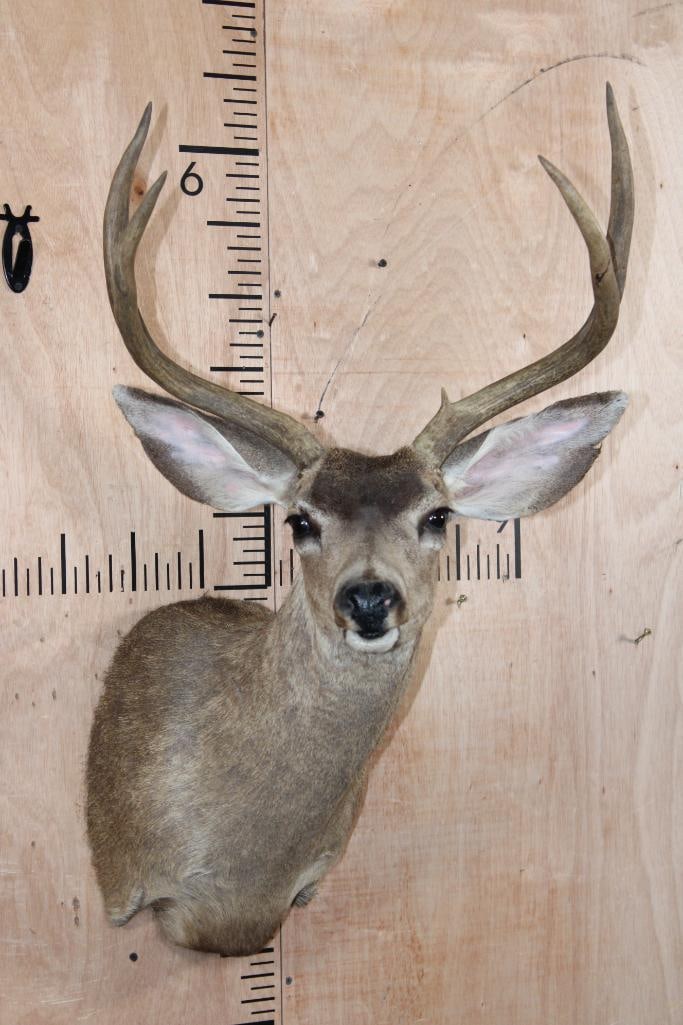 4-Point MULE DEER Shoulder Mount: 4-Point MULE DEER Shoulder Mount. It has an 18.5" Spread. There was a previous left ear repair, otherwise it is in Good Condition. TAXIDERMY 