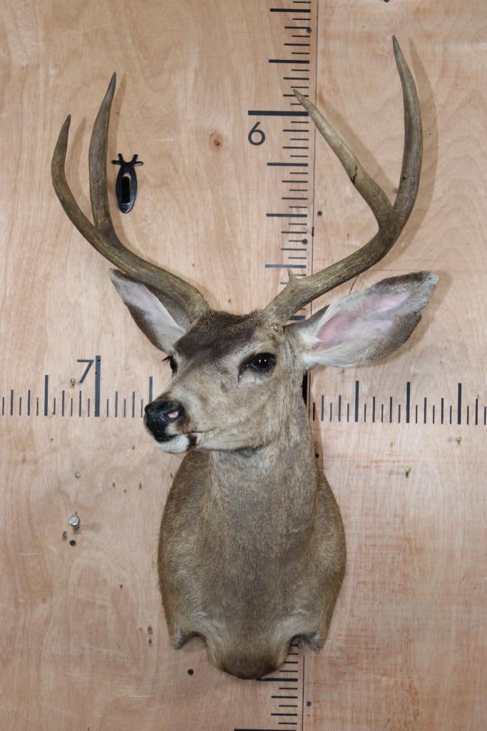 4-Point MULE DEER Shoulder Mount - 2
