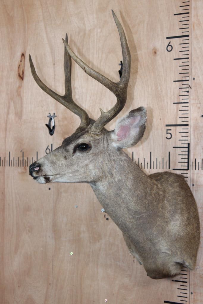 4-Point MULE DEER Shoulder Mount - 3