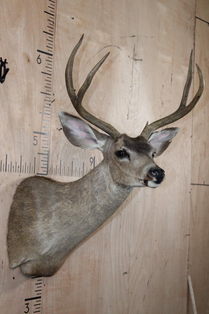 4-Point MULE DEER Shoulder Mount - 4