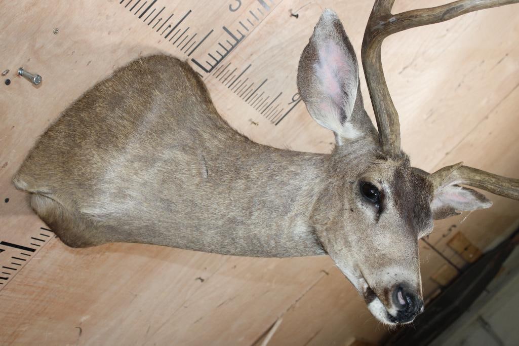 4-Point MULE DEER Shoulder Mount - 5