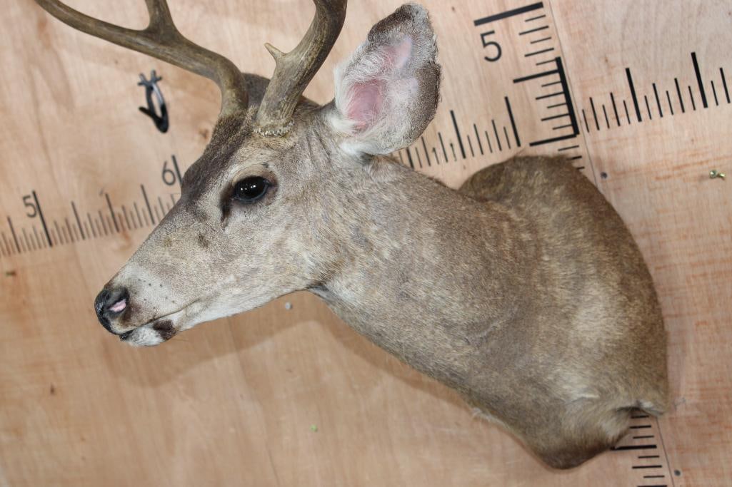 4-Point MULE DEER Shoulder Mount - 6