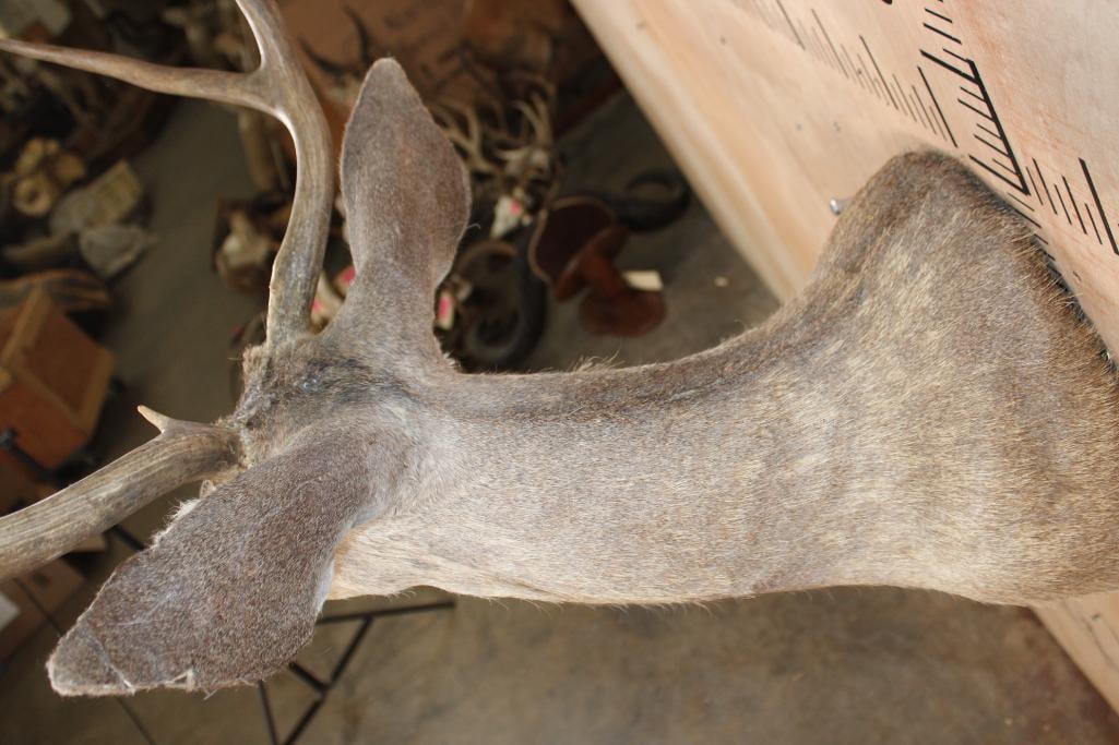 4-Point MULE DEER Shoulder Mount - 7