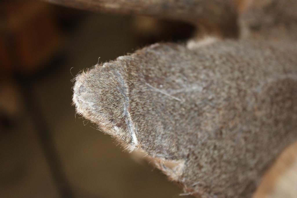 4-Point MULE DEER Shoulder Mount - 8