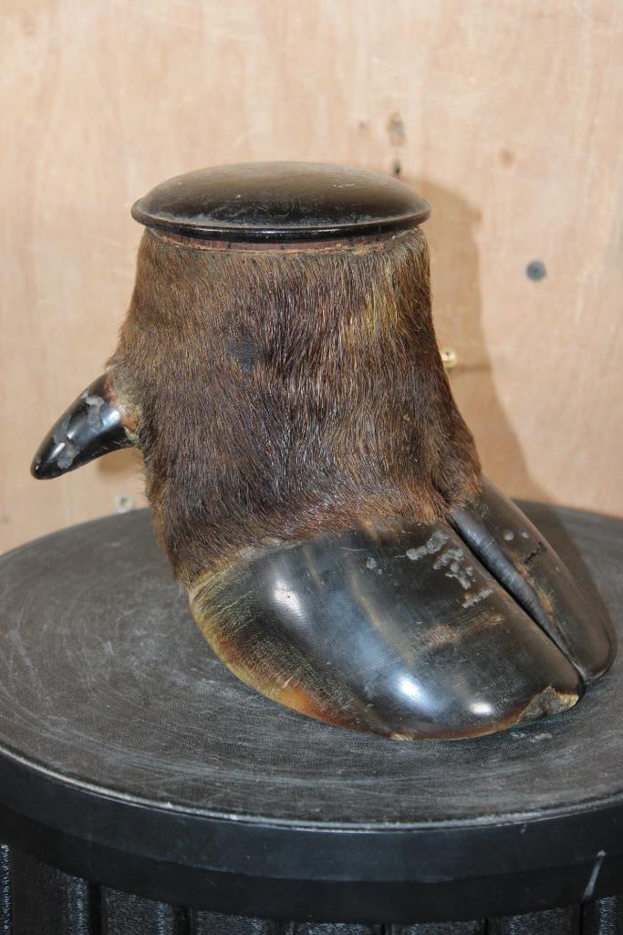 CAPE BUFFALO Hoof Canister with a Wood Lining and Lid: Awesome CAPE BUFFALO Hoof Canister. It is lined with wood and has a wood lid and green felted bottom. It measures 7" Long x 5" Wide x 6.75" Tall and the Total Weight is 3 lbs 15 oz. TAXIDERMY 
