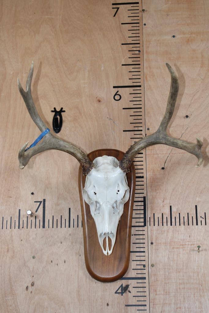 A-Grade 7-Point MULE DEER Skull on a Wood Plaque: A-Grade 7-Point MULE DEER Skull on a Wood Plaque. It has an 18.5" Spread and All the Teeth and Nasal Turbinates. TAXIDERMY SKULLS 
