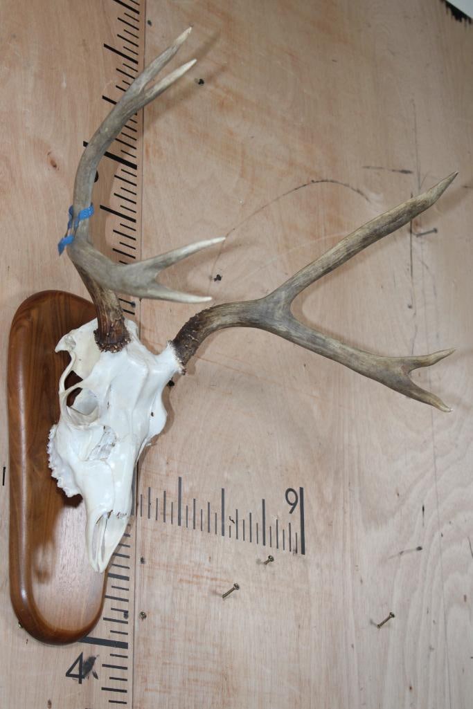 A-Grade 7-Point MULE DEER Skull on a Wood Plaque - 2