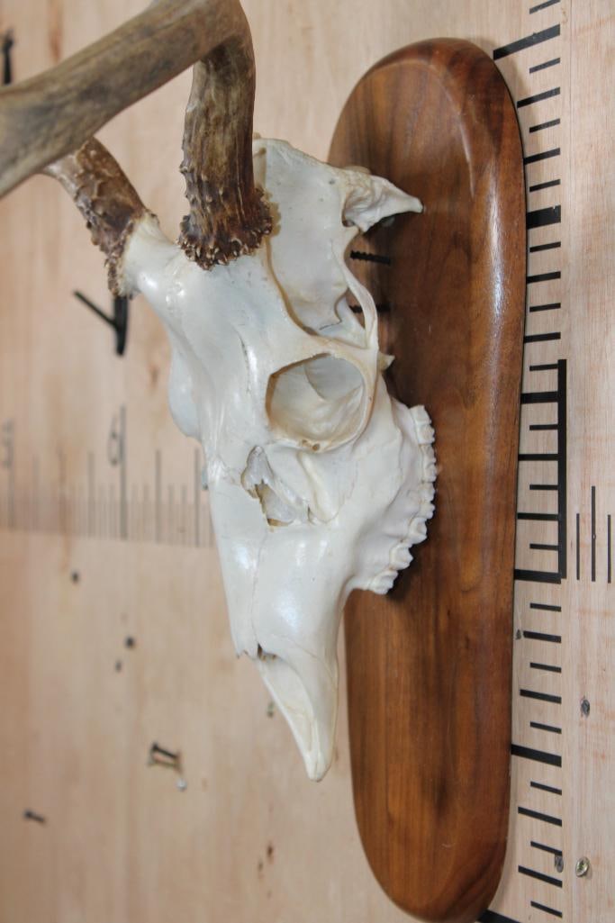 A-Grade 7-Point MULE DEER Skull on a Wood Plaque - 4