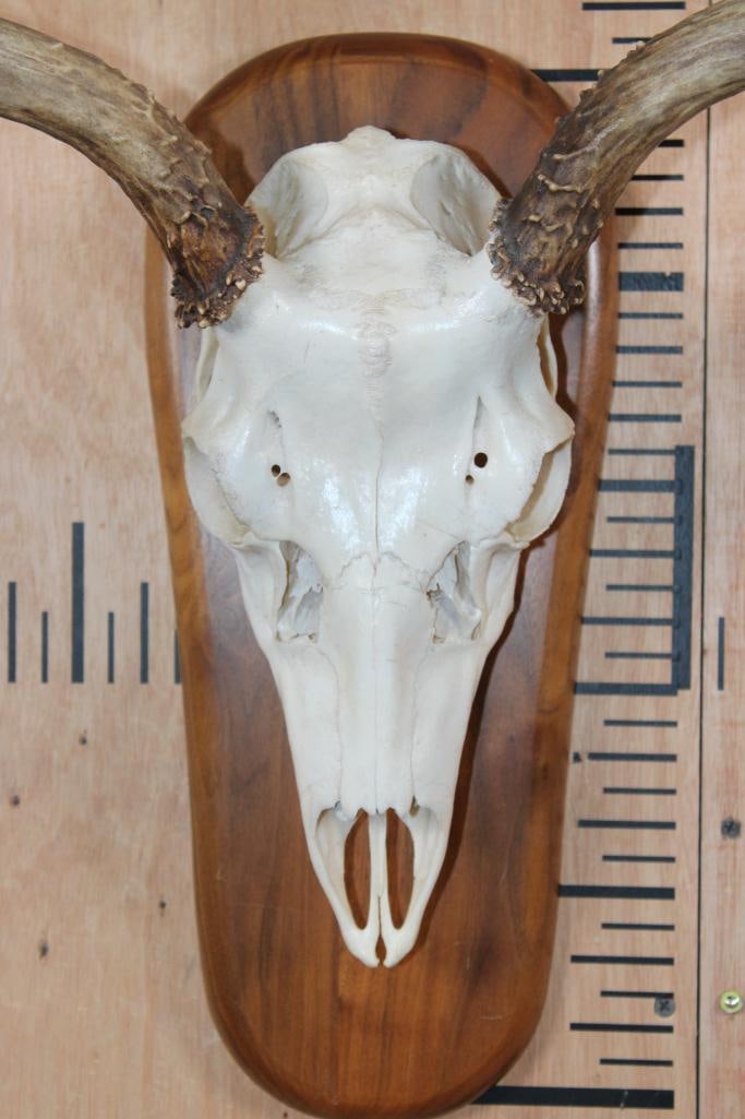 A-Grade 7-Point MULE DEER Skull on a Wood Plaque - 5