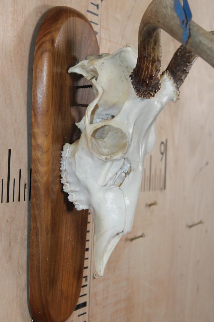 A-Grade 7-Point MULE DEER Skull on a Wood Plaque - 6