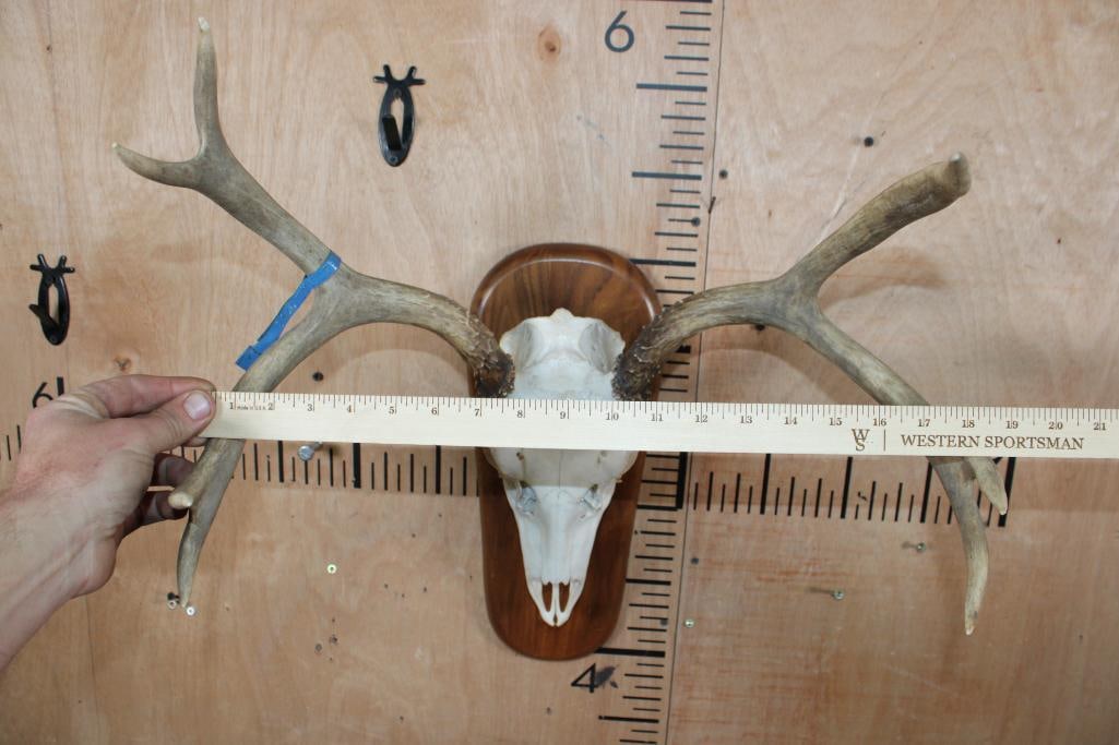 A-Grade 7-Point MULE DEER Skull on a Wood Plaque - 7