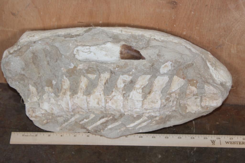 XL Fossil Matrix Display with a Huge MOSASAUR Tooth and Spinal Column - 2