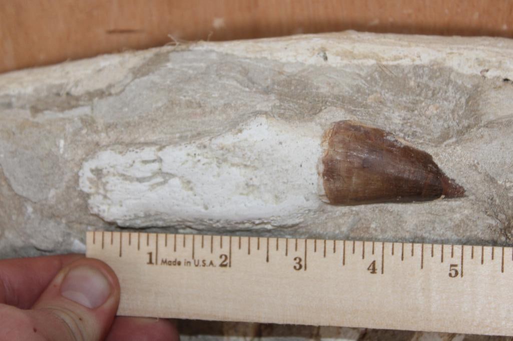 XL Fossil Matrix Display with a Huge MOSASAUR Tooth and Spinal Column - 3