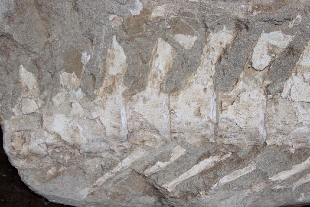XL Fossil Matrix Display with a Huge MOSASAUR Tooth and Spinal Column - 4