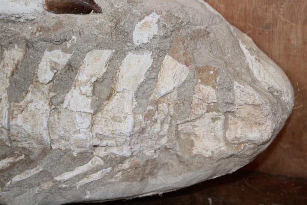XL Fossil Matrix Display with a Huge MOSASAUR Tooth and Spinal Column - 5