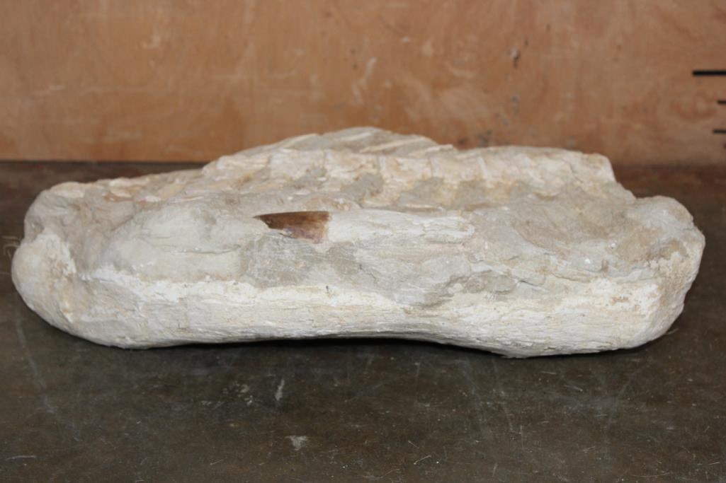 XL Fossil Matrix Display with a Huge MOSASAUR Tooth and Spinal Column - 7