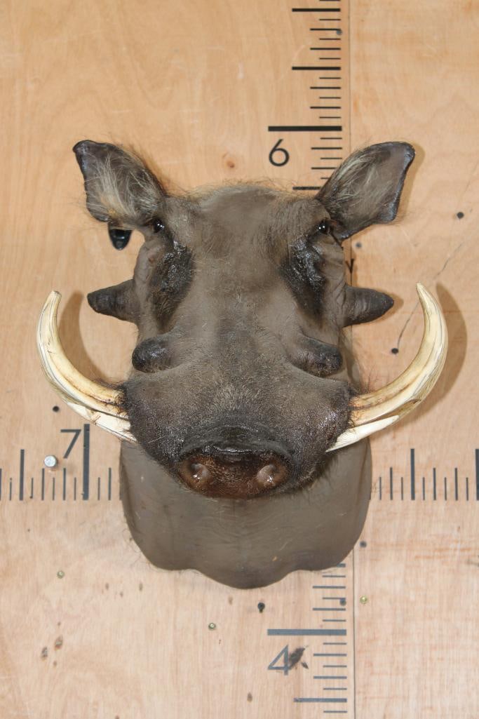 WARTHOG Shoulder Mount: Nice and Clean WARTHOG Shoulder Mount. It is in Good Condition. TAXIDERMY 