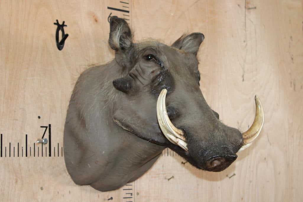 WARTHOG Shoulder Mount - 2