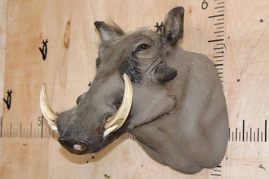 WARTHOG Shoulder Mount - 3